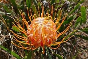 Pincushion Flower Uses