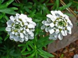 Candytuft Flower Benefits