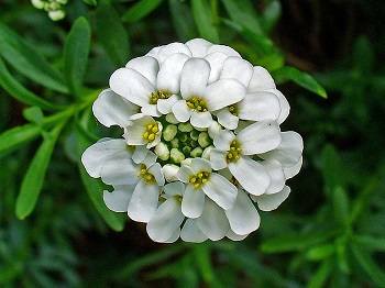 Candytuft Flower Meaning