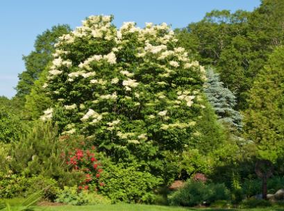 Ivory Silk Lilac Tree Pros and Cons