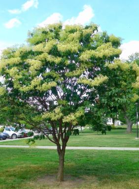 Ivory Silk Lilac Tree