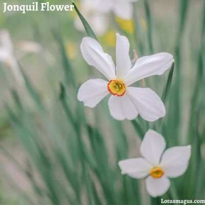 Jonquil Flower Meaning