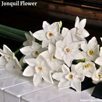 Jonquil Flower Symbolism