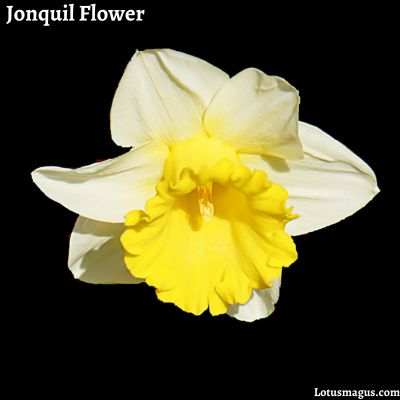 Jonquil Flower Benefits & Uses