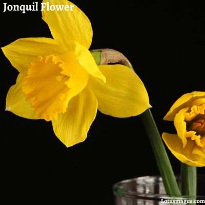 Interesting facts about Jonquil Flower