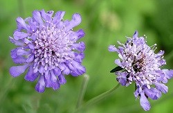 Pincushion Flower Benefits