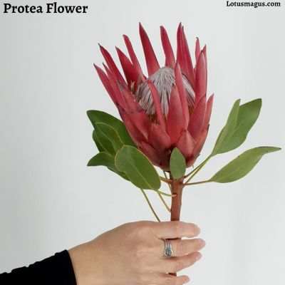 Faits intéressants sur la fleur de Protea