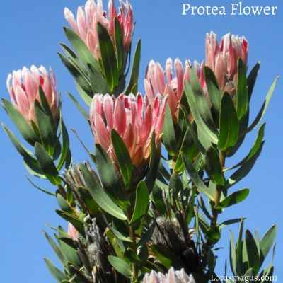 Signification de la fleur de Protea