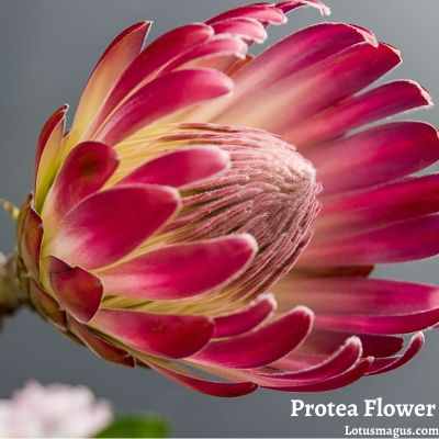 Avantages et bienfaits de la fleur de Protea Les usages