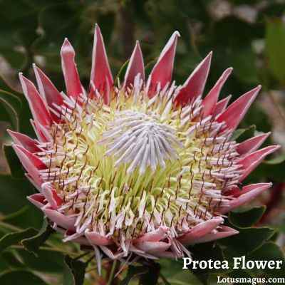 Symbolisme de la fleur de Protea
