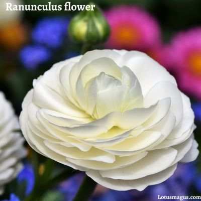 Interesting facts about Ranunculus flower