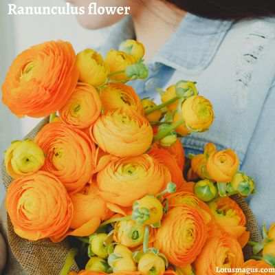 Ranunculus flower Benefits & Uses