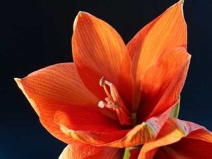 Amaryllis Flower Meaning