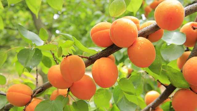 When to Prune Apricot Trees in California