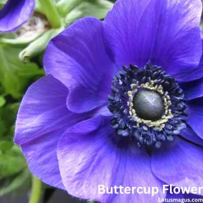 Buttercup flower symbolism