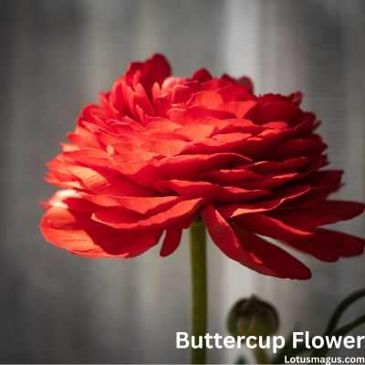 Red buttercup flower