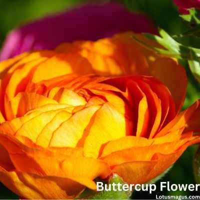 Orange buttercup flower meaning