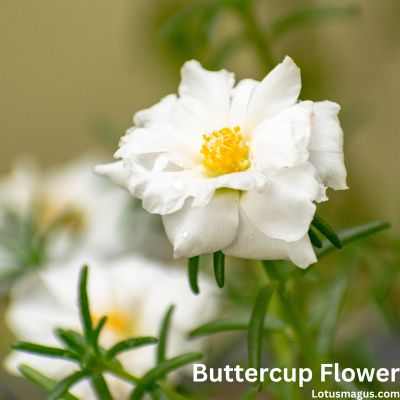White buttercup flower
