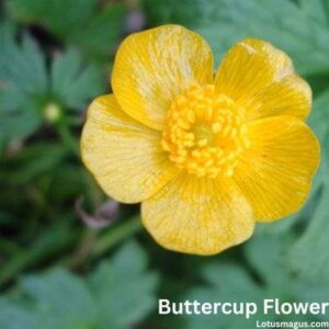 What does yellow buttercup flower mean?