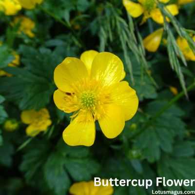 Buttercup Flower Meaning