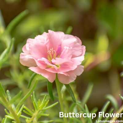 Pink buttercup flower