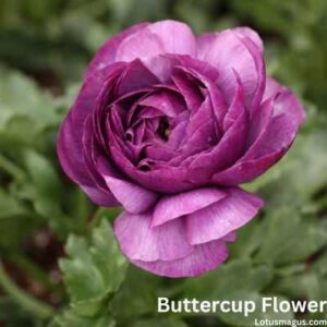 buttercup flower meaning negative