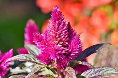 Celosia Meaning