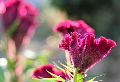 Celosia Spiritual meaning