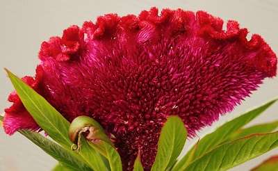 Interesting Facts About Celosia