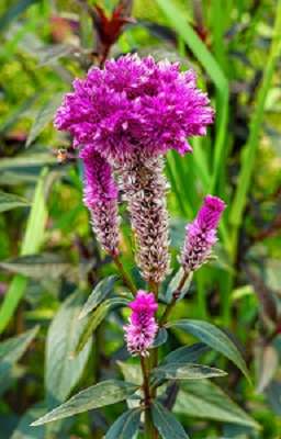 Celosia Benefits