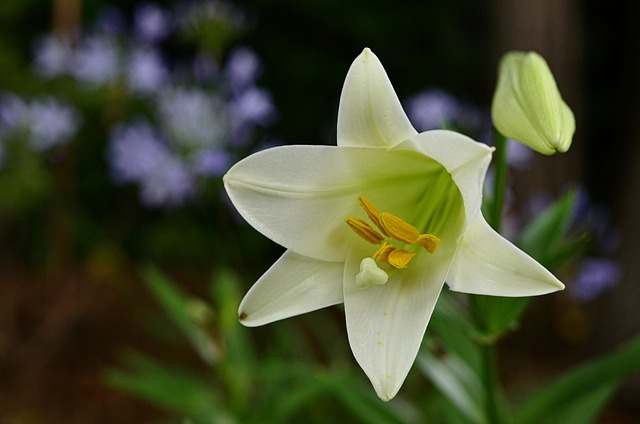 Easter Lily Meaning