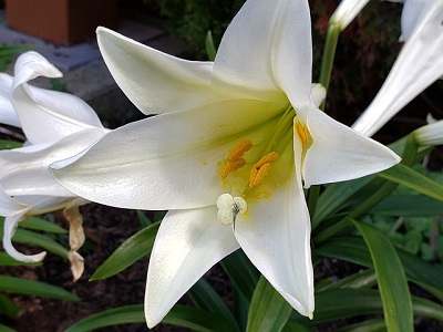 Easter Lily Spiritual meaning