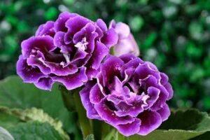 Gloxinia Flower Meaning
