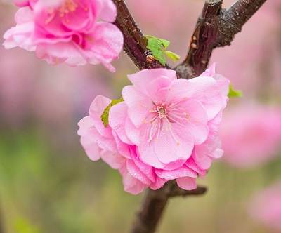 Interesting facts about Plum Blossom