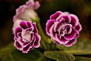 Gloxinia Flower Care and Maintenance