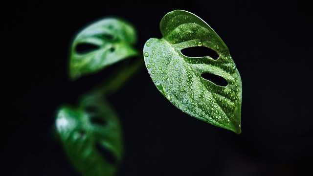 Monstera Plant Allergies