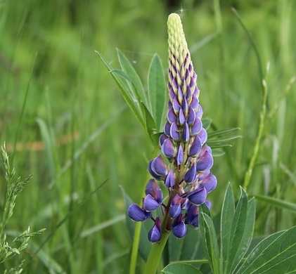 are lupines safe around dogs