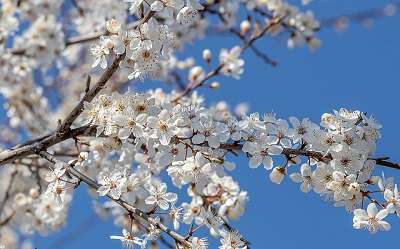Plum Blossom Benefits