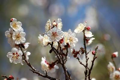 Plum Blossom Spiritual meaning