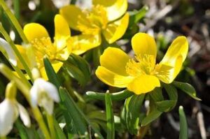 Yellow Potentilla Flower