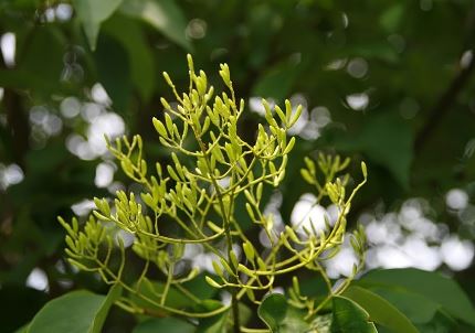 silk liliac tree