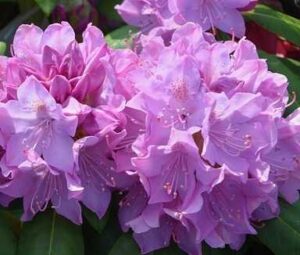 Rhododendron Meaning