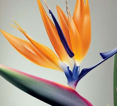 Bird of Paradise Flower Meaning and Symbolism