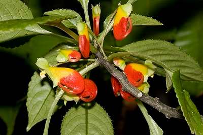  parrot plant leaves wilting