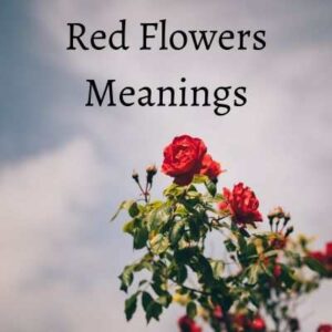 Red Flower Meaning