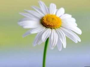 Význam bieleho kvetu