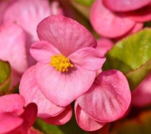 Are begonias perennials or annuals?