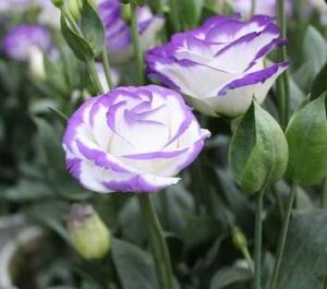 Lisianthus Meaning And Symbolism