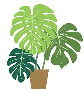 Monstera Deliciosa Fruit Taste Like