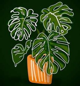 Feng Shui and Monstera Plant: A Perfect Combination for Luck